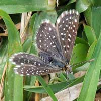 Clover Blue Butterfly, © Michael Plagens