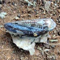 a blue-streaked leafhopper, Cicadellidae,. Eldoret, Kenya, Africa, photo © Michael Plagens