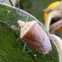 Pentatomidae with blue legs and antennae from Eldoret, Kenya, Africa, photo © Michael Plagens