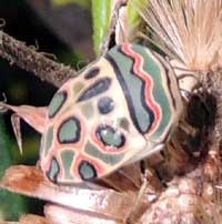 a brightly marked shield bug, f. Scutelleridae, Eldoret, Kenya, Africa, photo © Michael Plagens