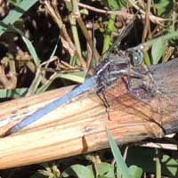 A Libellulidae Dragonfly from Eldoret, Kenya © Michael Plagens