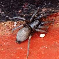 Common House Spider, Filistatidae, Kenya © Michael Plagens