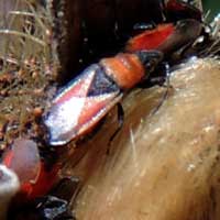 Seed Bug, Lygaeidae, Kenya, Africa, photo © Michael Plagens