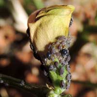 Aphid on cow-pea, Vigna unguiculata, from Kenya, Africa, photo © Michael Plagens