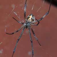 a widow spider, Latrodectus sp., Theridiidae, © Michael Plagens