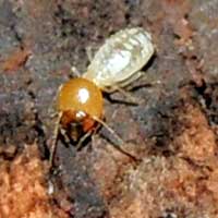  Termitidae, Kitale, Kenya, Africa, photo © Michael Plagens