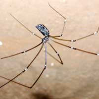 Daddy Long Legs Spider, Pholcus phalangioides, from Kitale, Kenya © Michael Plagens