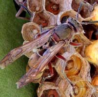 A paper wasp with young at Kitale, Polistes, © Michael Plagens