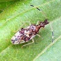 a small coreidae damaging Guava, Kenya, Africa, photo © Michael Plagens