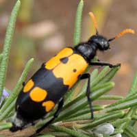 a gaudy Meloidae, Mylabris, © Michael Plagens