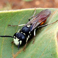 Philanthus Bee Wolf from Eldoret, Kenya, photo © Michael Plagens