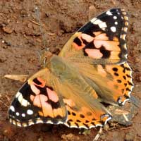 painted lady Butterfly, Vanessa cardui, © Michael Plagens