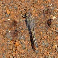 Skimmer Dragonfly, Libellulidae, from Eldoret, Kenya © Michael Plagens