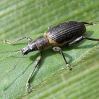 broad-nosed weevil in Corn/Maize, Curculionidae, Kenya, photo © Michael Plagens