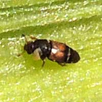 sap beetle infesting damaged ear Corn/Maize, Nitidulidae, Kenya, photo © Michael Plagens