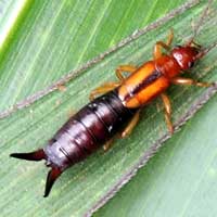 a common earwig, Forficulidae, in damaged maize, Eldoret, Kenya, Africa, photo © Michael Plagens
