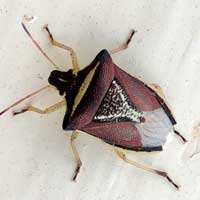 Burgandy, gold and silver Pentatomidae, Africa, photo © Michael Plagens