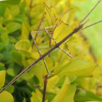 A walking stick, f. Phasmatidae, from Eldoret, Kenya, Africa, photo © Michael Plagens