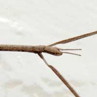 close up of head and short antennae, Phasmatidae from Eldoret, Kenya, photo © by Michael Plagens