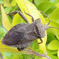 Leaf-footed Bug, f. Coreidae. Eldoret, Kenya, Africa, photo © Michael Plagens