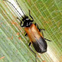 Soldier Beetle, Cantharidae, Kenya, photo © Michael Plagens