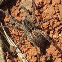 an immature wolf spider, Lycosidae, from Eldoret, © Michael Plagens