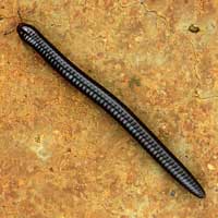 A glossy black Millipede from Eldoret, Kenya © Michael Plagens