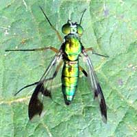 Long-legged Fly