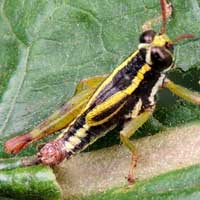 small acrididae from Iten, Kenya, Africa, photo © Michael Plagens