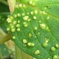 mite-cause leaf galls on Clarodendron, Phytoseiidae, © Michael Plagens