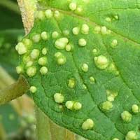 mite-cause leaf galls on Cordia, Eriophyidae, © Michael Plagens