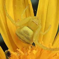 a flower hunting crab spider, Thomisidae, © Michael Plagens