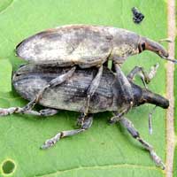 Weevil male and female on Vernonia, Curculionidae, Kenya, photo © Michael Plagens