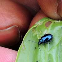 an irridescent blue-black leaf beetle, Chrysomelidae, © Michael Plagens
