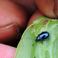 Rumex Leaf Beetle