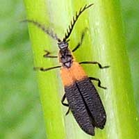 a Net-winged Beetle, family Lycidae, from the Elgeyo Escarpment, Kenya, photo © Michael Plagens