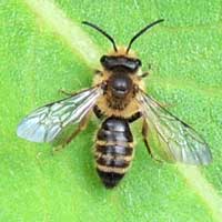 Megachilidae bee from Kenya, photo © Michael Plagens