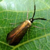 Zygaenidae moth © Michael Plagens