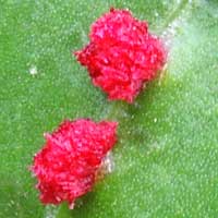 gall mites on Rumex from Iten © Michael Plagens