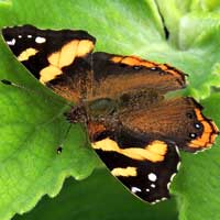 Abyssinian Red Admiral, Vanessa abyssinica, © Michael Plagens