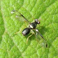 adult fruit fly in display mode photo © Michael Plagens