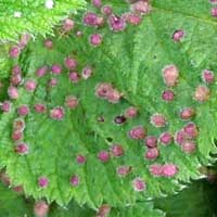 mite-cause leaf galls on Urtica, Phytoseiidae, © Michael Plagens