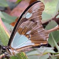 Papilio phorcas, © Michael Plagens