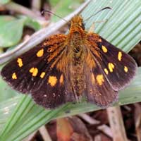 skipper, Hesperiidae, © Michael Plagens