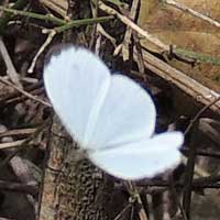 African Wood White Butterfly, Leptosia alcesta, © Michael Plagens