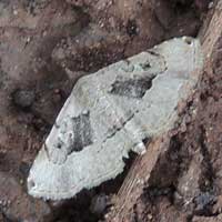 Noctuidae resembling piece of bark moth © Michael Plagens