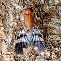 A picture-wing fruit fly, f. Tephritidae, photo © Michael Plagens