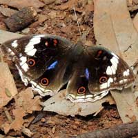 Widespread and common African Butterfly, Junonia oenone, © Michael Plagens