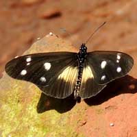 possibly Acraea johnstoni, Nairobi, Kenya, Africa, photo © Michael Plagens