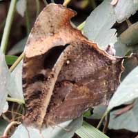 Gnophodes butterfly, © Michael Plagens